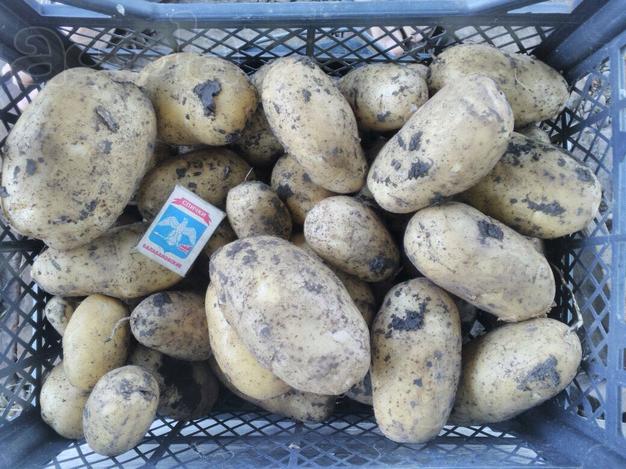 Продаю картофель оптом сорт "Джувель"